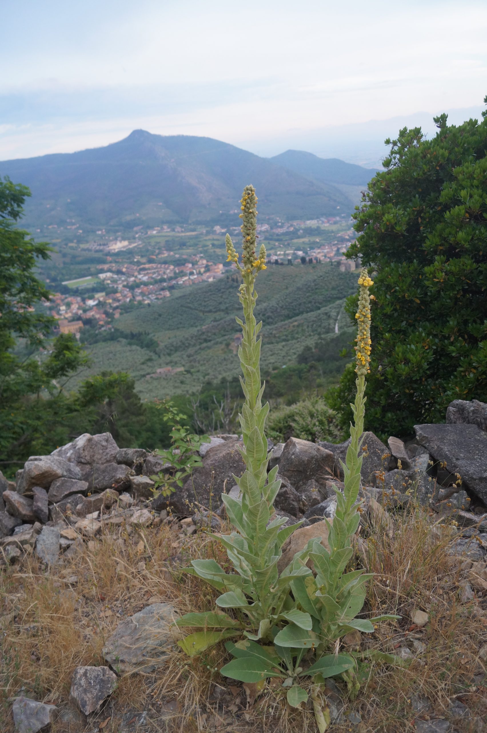 Monte pisano Trekking