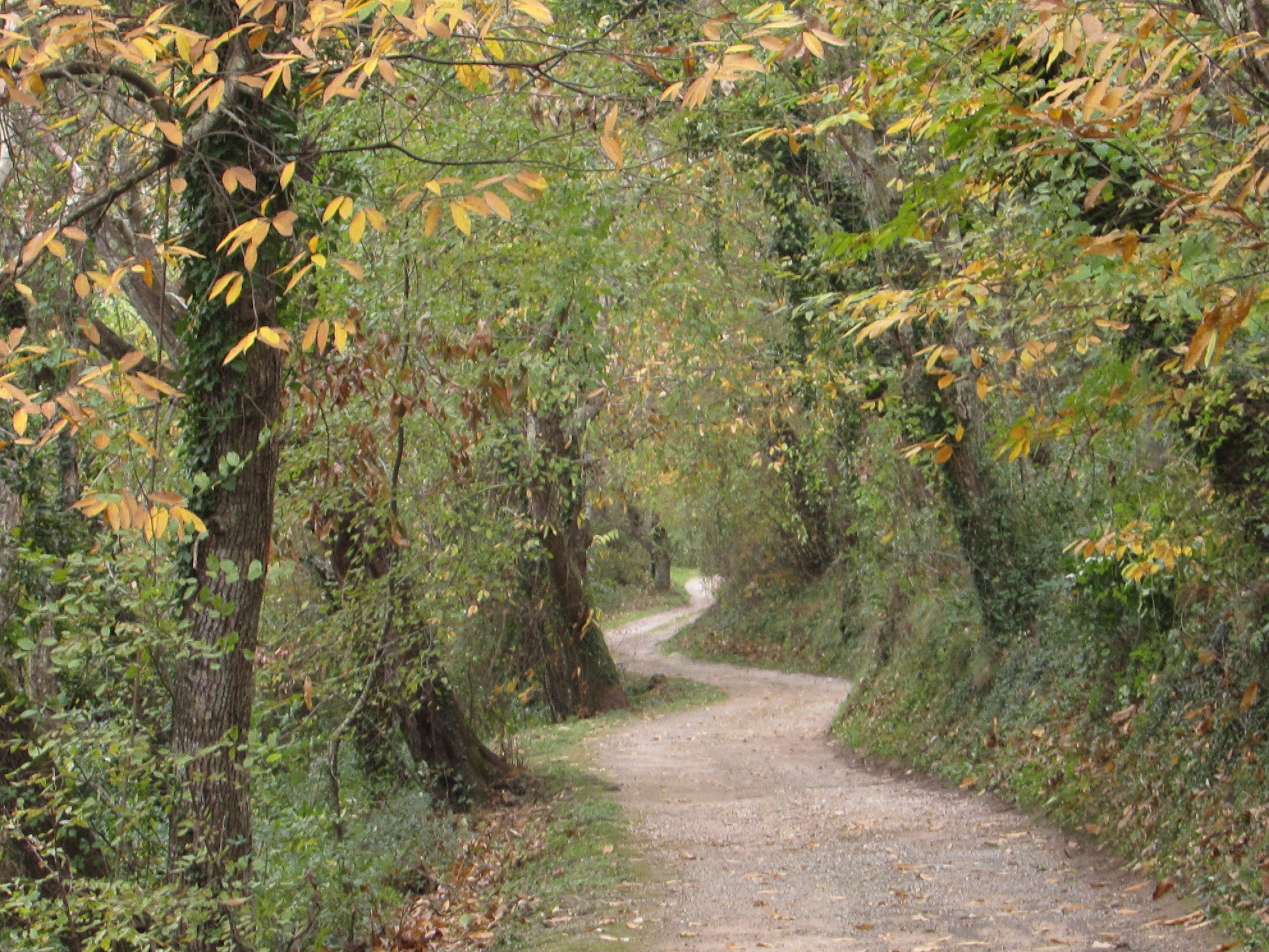 Monte Pisano Romagna